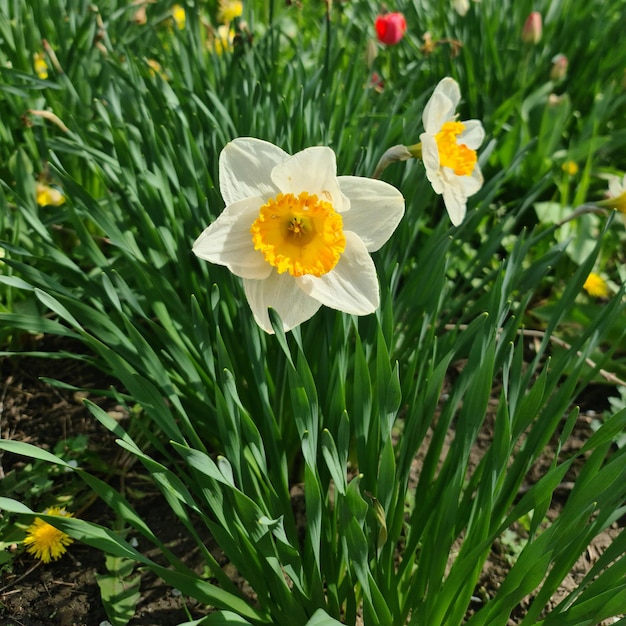 중앙에 노란색과 흰색 수선화가 있는 꽃밭.