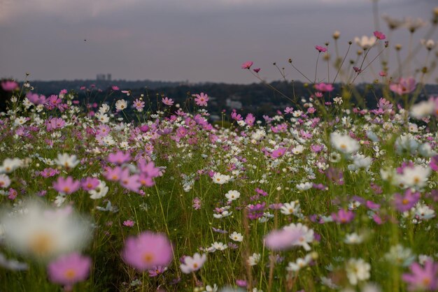 Photo field of flowers