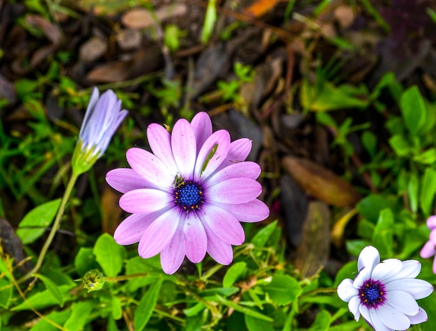 Field flowers