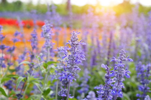 field of flowers