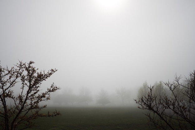 Photo field in fog