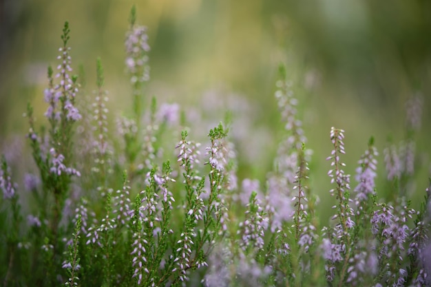 Campo nella foresta con piccoli fiori delicati