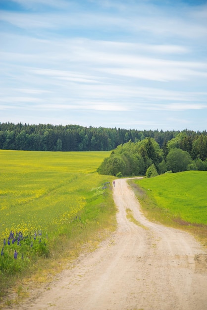 Field and forest