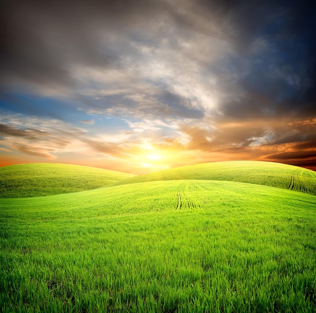 Field of fresh grass on a background of blue sky