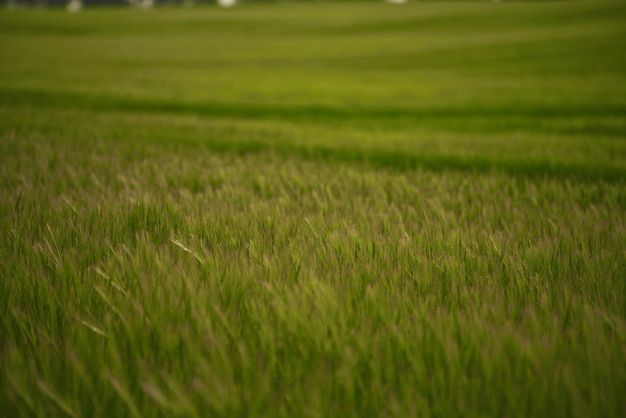 Field of fresh green barley cereals Agricultural field Green malting barley in the field