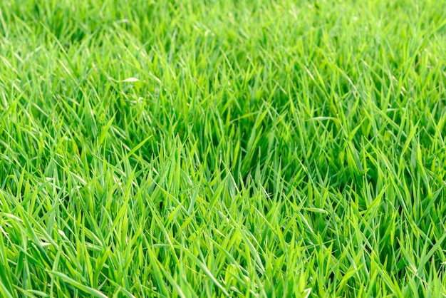 Field of fresh green grass texture as a background, top close up view, horizontal