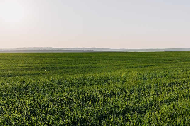 Field of fresh green weath in spring.