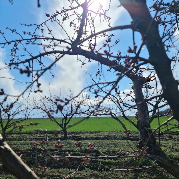 A field of fruit with a blue sky behind it