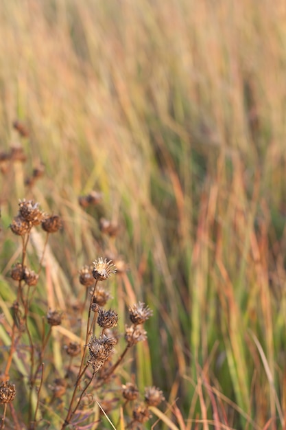 A field full of dry thorns, lots of dry thorns in a continental climate. selective focus