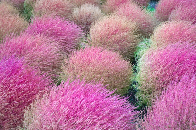 Field full of pink bushes