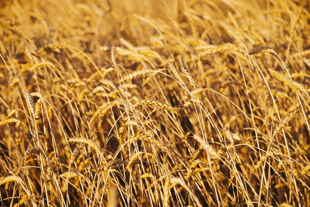 Field of gold wheat in sunlight  close-up with copy space