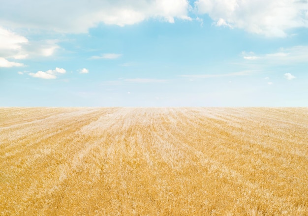 Field of golden crops under light blue sky with clouds Minimalistic landscape