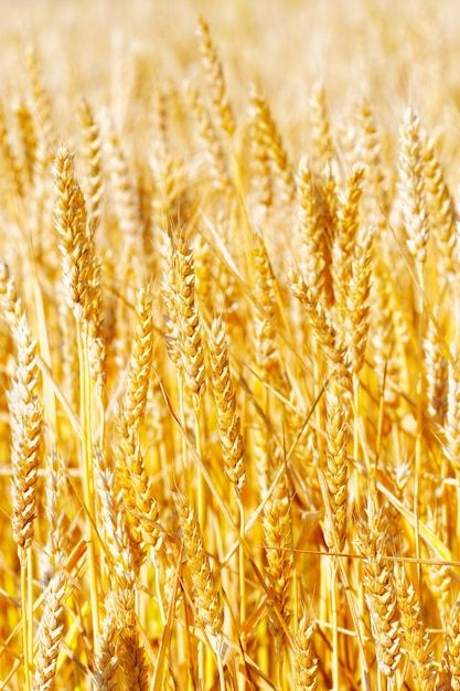 Campo di primo piano della segale dorata.