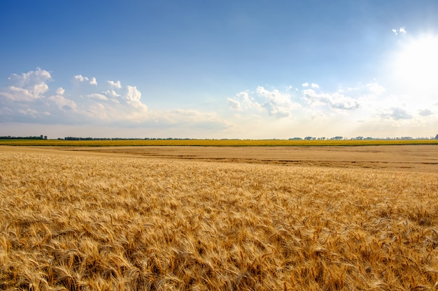 Field of Golden wheat at blue sky background with white clouds and sun.