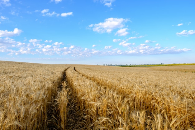 Field of Golden wheat on hilly terrain and tractor trail at blue sky background with white clouds