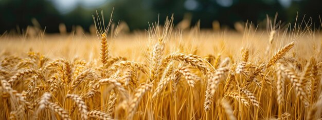 A field of golden wheat