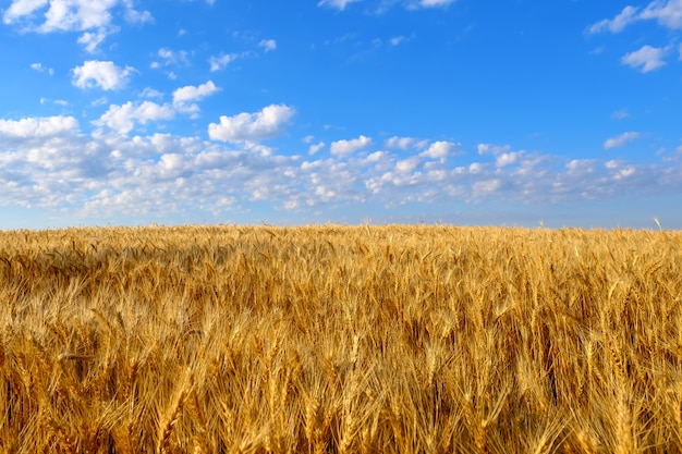 Field of golden wheat