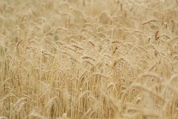 Campo della fine matura gialla dorata del grano su, struttura del fondo