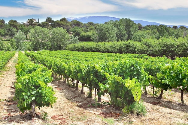 Mont ventoux 배경으로 Vaucluse 프랑스에서 자라는 여름의 포도 덩굴 들판