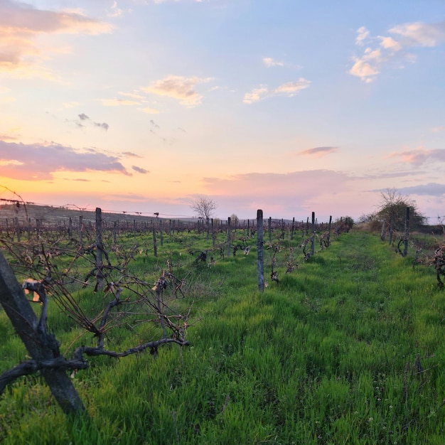 A field of grape vines with the sun setting behind it.