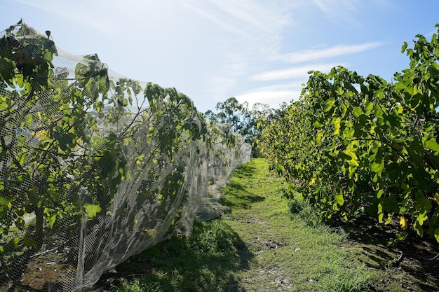 A field of grapes with a blue sky behind it