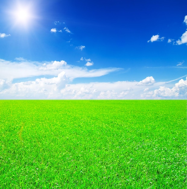 Campo di erba e cielo blu