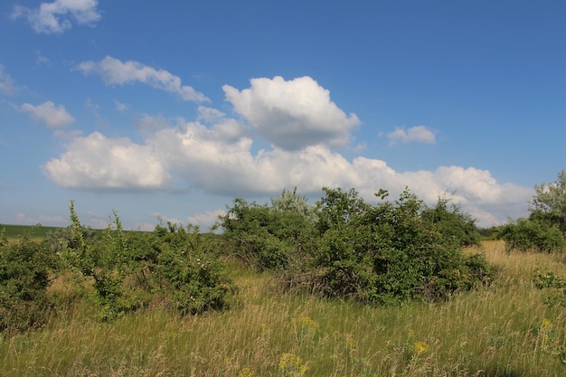 A field of grass and bushes