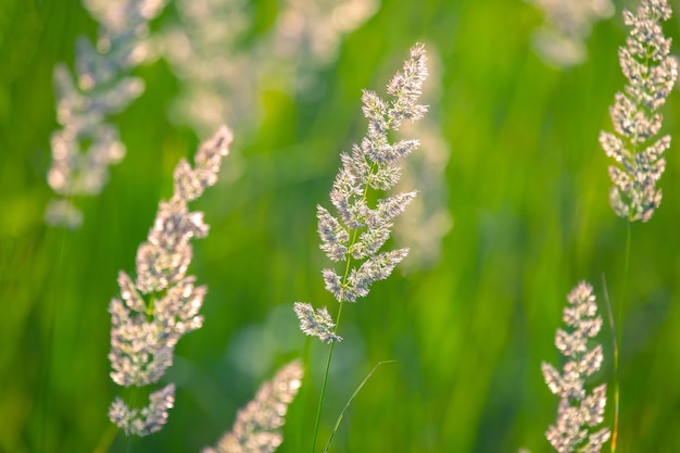 Field grass and flowers in backlight Nature and floral botany