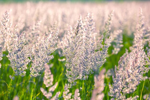 Field grass and flowers in backlight Nature and floral botany