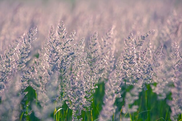 Field grass and flowers in backlight. Nature and floral botany