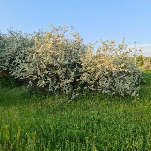 Foto un campo di erba e fiori con un albero in primo piano