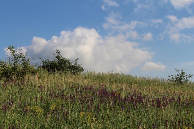 A field of grass and flowers