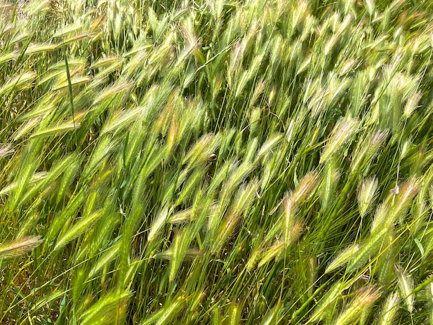 A field of grass is blowing in the wind.