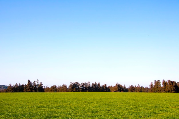 field of grass and perfect sky in Jeju Island Korea