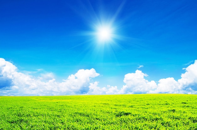 Field of grass and perfect sky