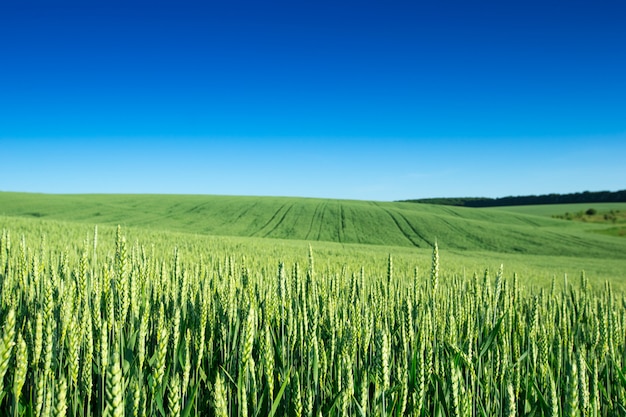 Field of grass and perfect sky