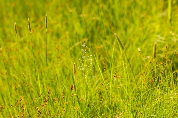 Field grass soft focus and bokeh Wallpaper