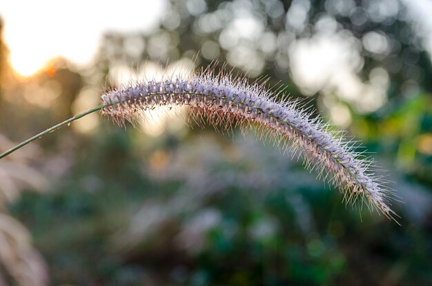 日の出の間の芝生のフィールド