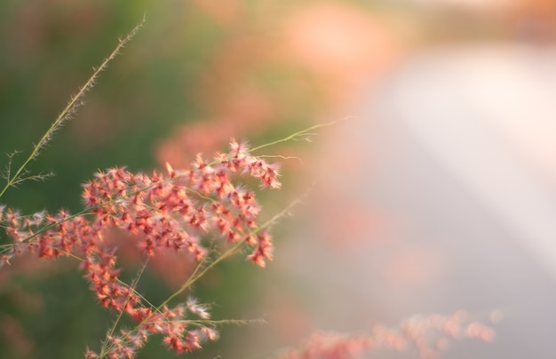 夕日の芝生、ピンク色のトーン