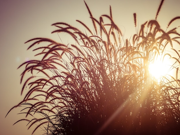 field of grass during sunset with filter effect retro vintage style