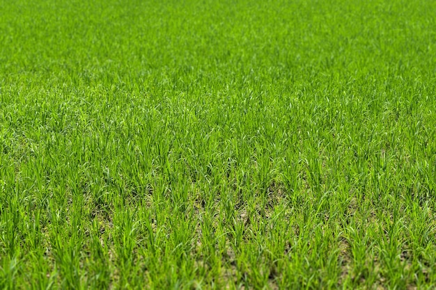 A field of grass that has a lot of green grass.