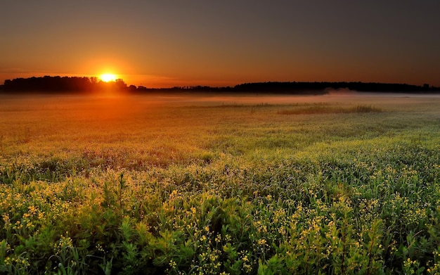 a field of grass that has the sun setting behind it