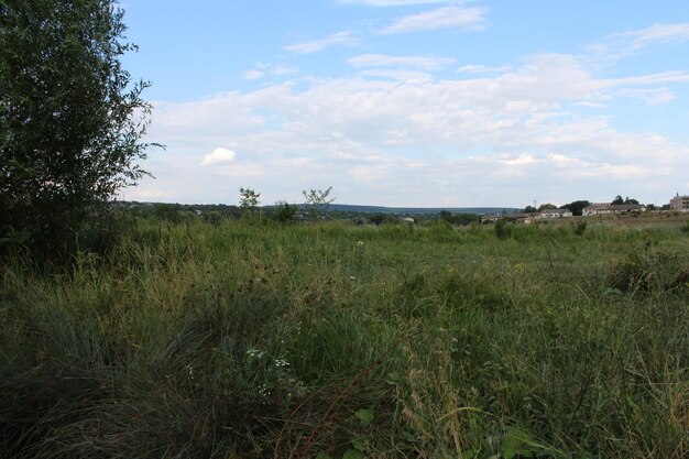 A field of grass and trees