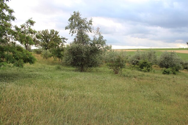 Photo a field of grass and trees