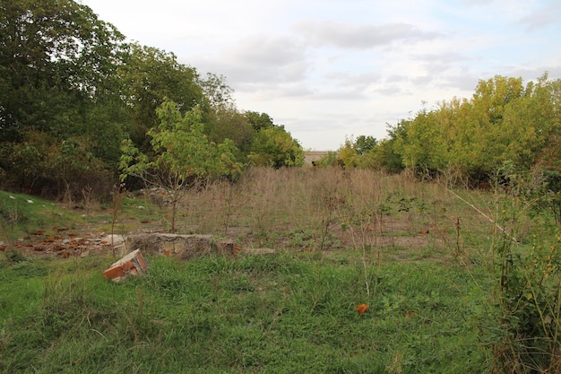 a field of grass and trees