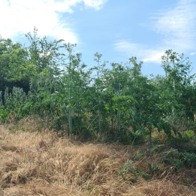 A field of grass and trees