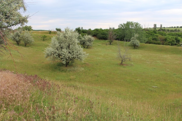 Foto un campo di erba e alberi