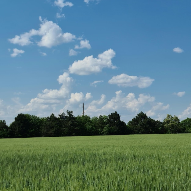 A field of grass and trees