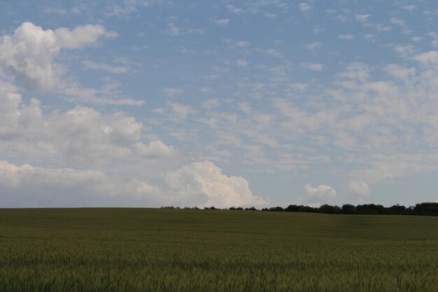 A field of grass and trees