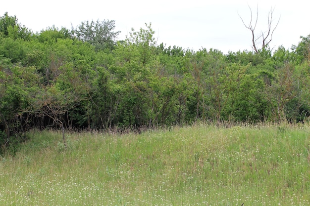 A field of grass and trees